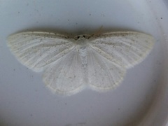 Protitame virginalis