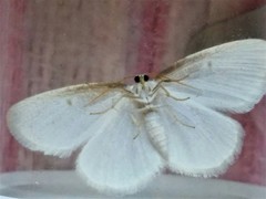 Protitame virginalis