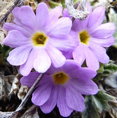 Primula walshii