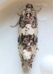 Pseudosciaphila duplex