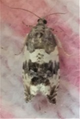 Pseudosciaphila duplex