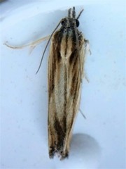 Eucosma radiatana