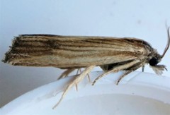 Eucosma radiatana