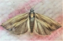 Eucosma radiatana