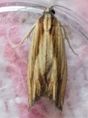 Eucosma radiatana