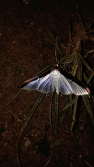 Cydalima laticostalis