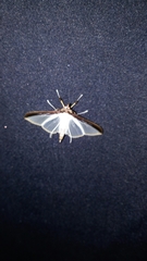 Cydalima laticostalis