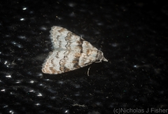 Nola euraphes