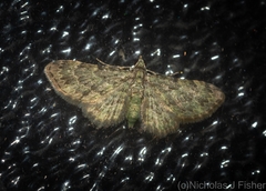 Chloroclystis mniochroa