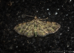 Chloroclystis mniochroa