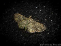 Chloroclystis mniochroa