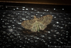 Chloroclystis mniochroa