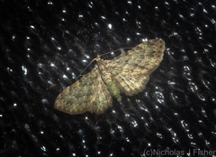 Chloroclystis mniochroa