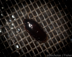 Pseudomorphini