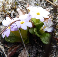 Primula walshii