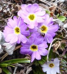 Primula walshii