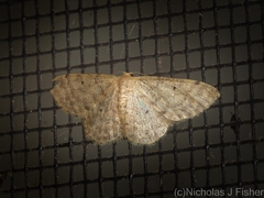 Idaea pilosata