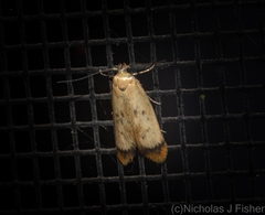 Aeolothapsa acrocosma