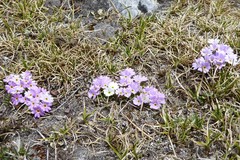 Primula walshii