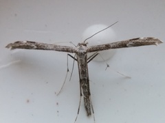 Hellinsia inquinatus