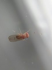 Drosophila immigrans