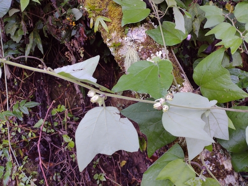 Image of Passiflora sexflora by (c) Alexis López Hernández, some rights reserved (CC BY)