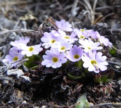 Primula walshii