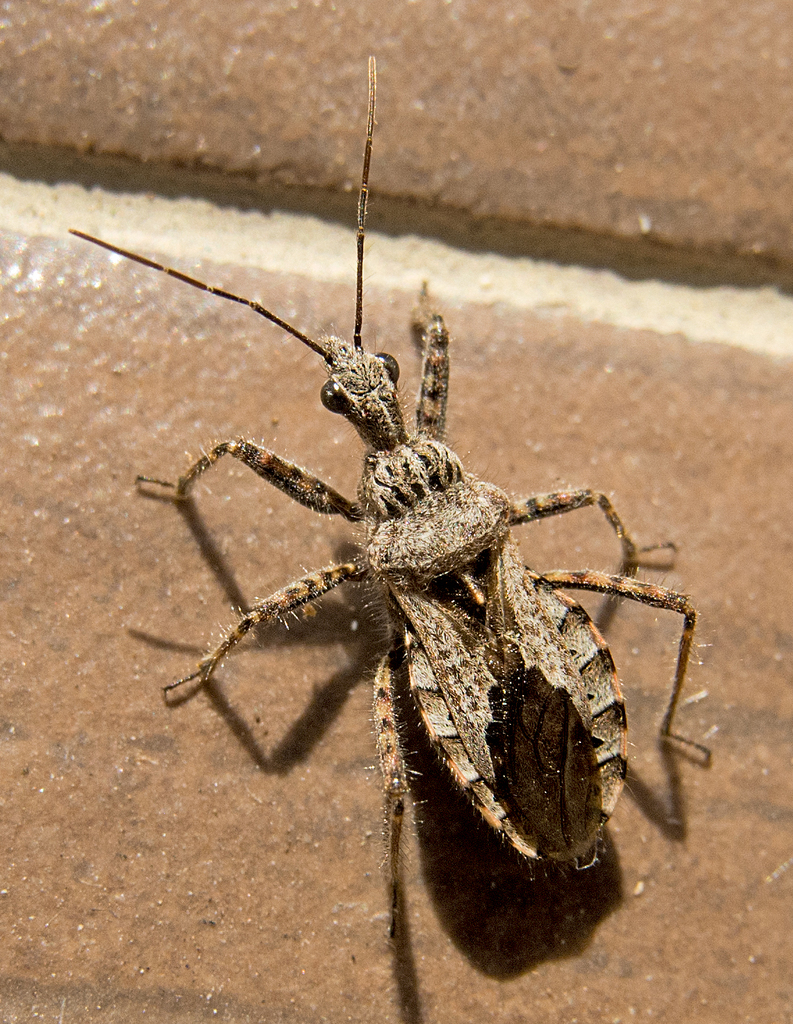 Coranus