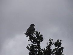 Pyrope pyrope fortis