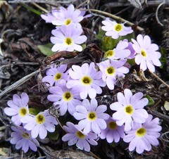 Primula walshii