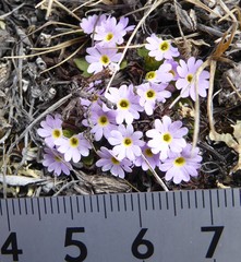 Primula walshii
