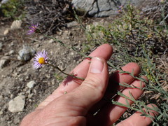 Erigeron breweri