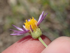 Erigeron breweri