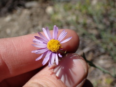 Erigeron breweri