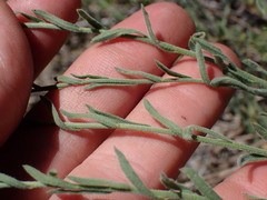 Erigeron breweri