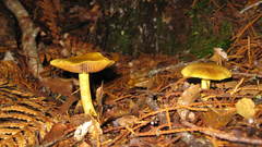 Cortinarius canarius