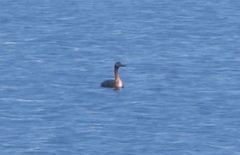 Podiceps major navasi