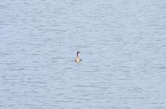 Podiceps major navasi