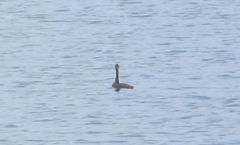 Podiceps major navasi