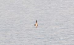 Podiceps major navasi