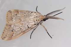 Diota rostrata