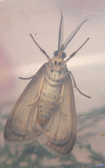 Diota rostrata