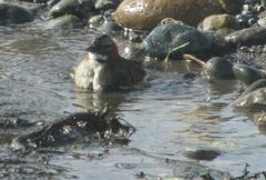 Zonotrichia capensis chilensis