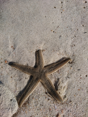 Gray Sea Star photographed in Mississippi