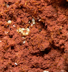 Solenopsis punctaticeps