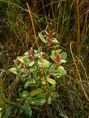Myrica gale tomentosa