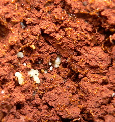 Solenopsis punctaticeps