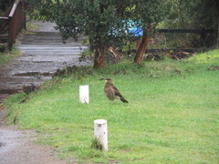 Daptrius chimango temucoensis