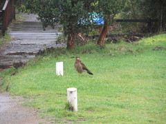 Daptrius chimango temucoensis