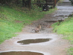Daptrius chimango temucoensis